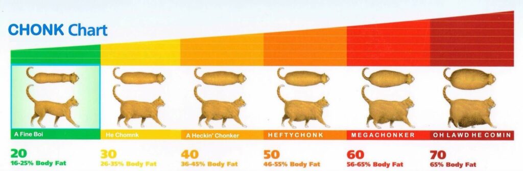 cat chonk chart