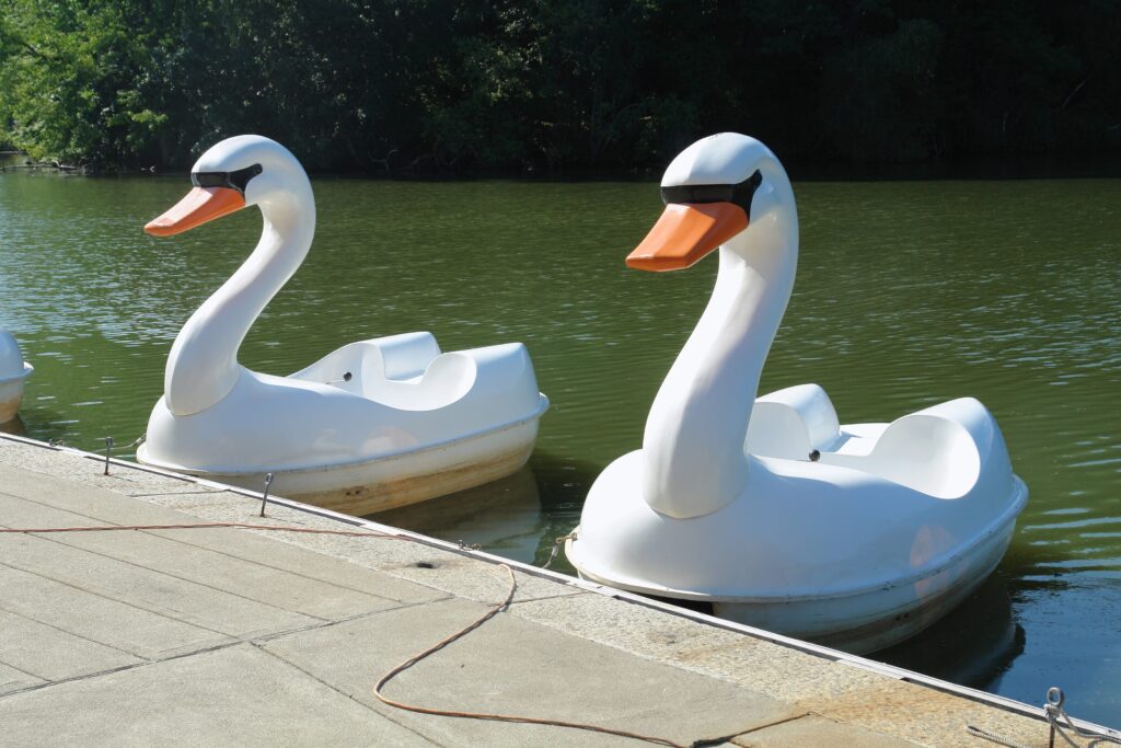 dnd swan boats on a lake